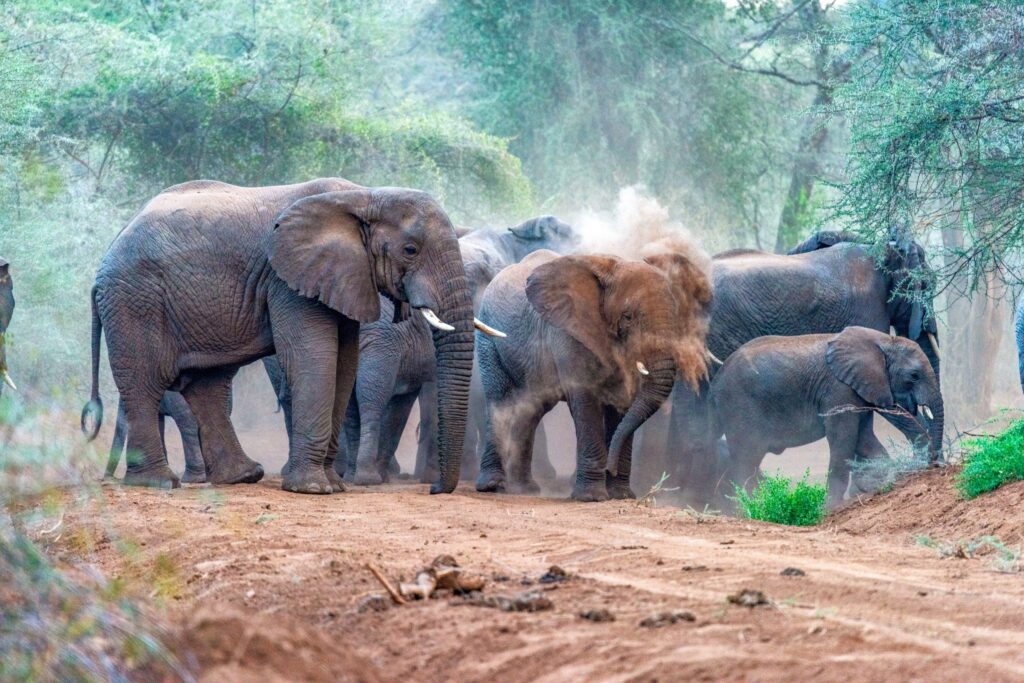  Rimoi National Reserve 