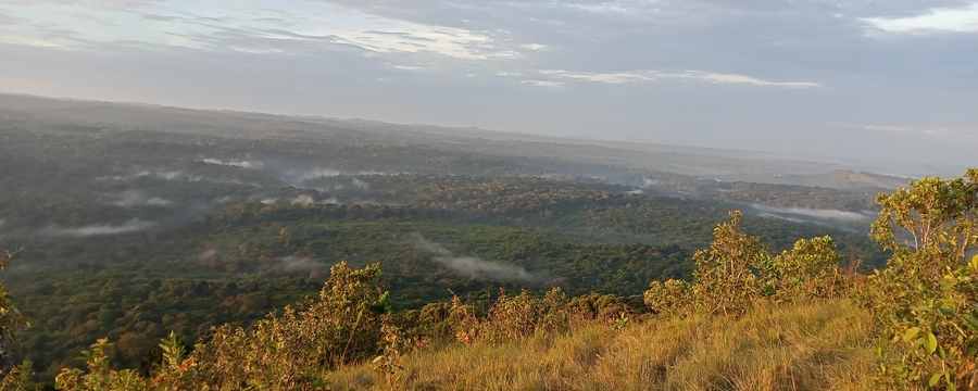 Kakamega Forest