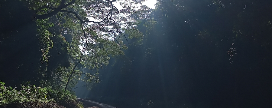 Kakamega Forest