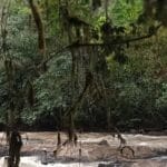 Read more about the article Kakamega Forest: Kenya’s Enchanted Tropical Rainforest