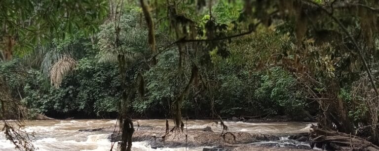 Read more about the article Kakamega Forest: Kenya’s Enchanted Tropical Rainforest