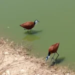 Read more about the article Manguo Swamp in Limuru: Birdwatching Heaven Few Visit