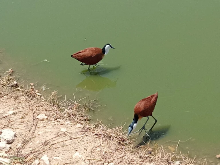 Read more about the article Manguo Swamp in Limuru: Birdwatching Heaven Few Visit