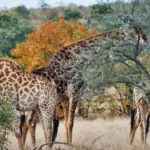 Read more about the article Shompole Conservancy: A Maasai-Led Wildlife Haven