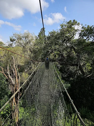 Ngare Ndare Forest