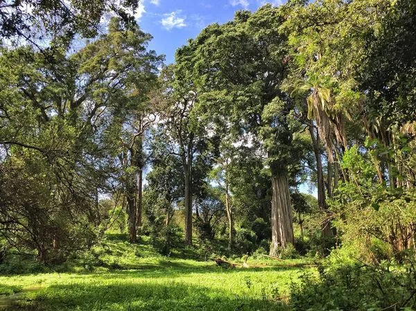 Ngare Ndare Forest