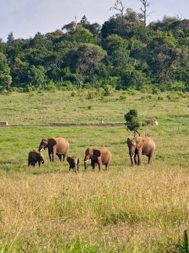 Ngare Ndare Forest