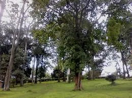 Kaimosi Forest