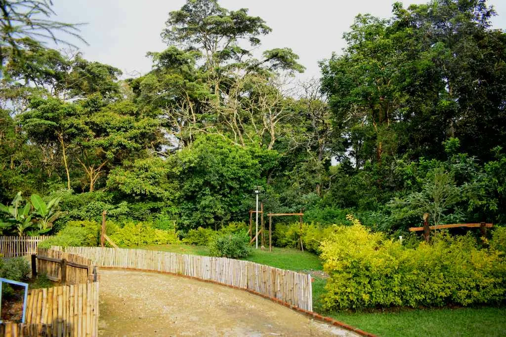 Kaimosi Forest