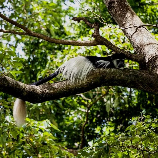 Kaimosi Forest