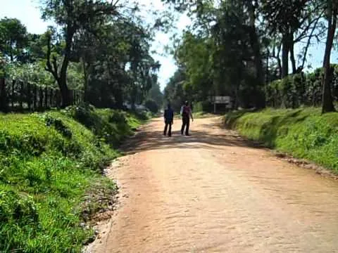 Kaimosi Forest