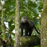 Read more about the article Kaimosi Forest: Untapped Serenity in Western Kenya