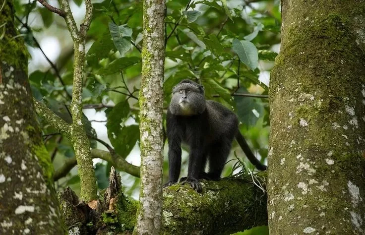 You are currently viewing Kaimosi Forest: Untapped Serenity in Western Kenya