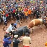 Read more about the article Bullfighting in Kakamega: Strength Meets Spirit