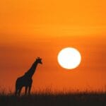 Read more about the article Giraffe Center: A Gentle Giant Encounter at the Heart of Nairobi