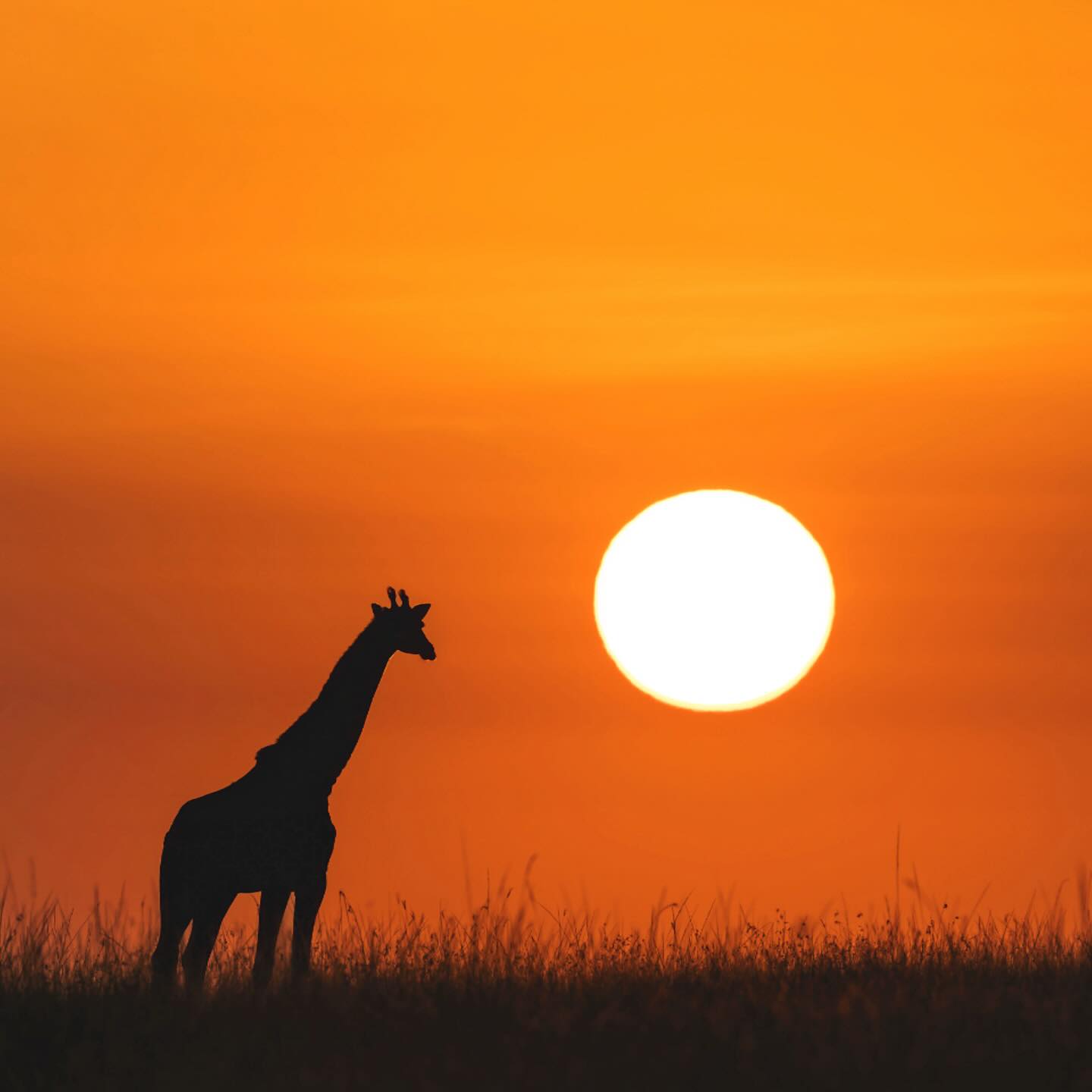 You are currently viewing Giraffe Center: A Gentle Giant Encounter at the Heart of Nairobi