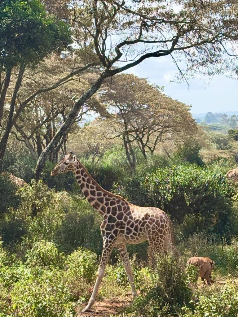 Giraffe Center