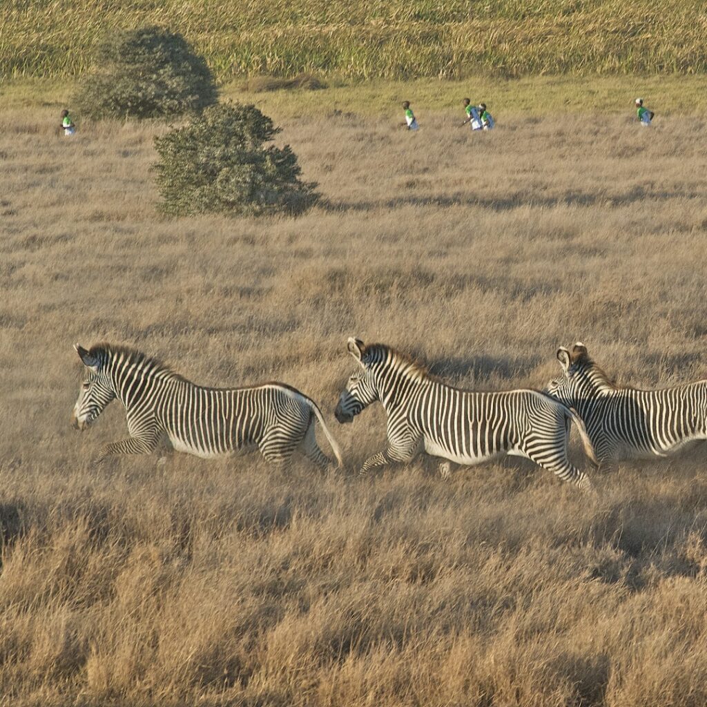 Lewa Safari Marathon