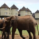 Read more about the article Salt Lick Safari Lodge: Sleep Above the Savannah