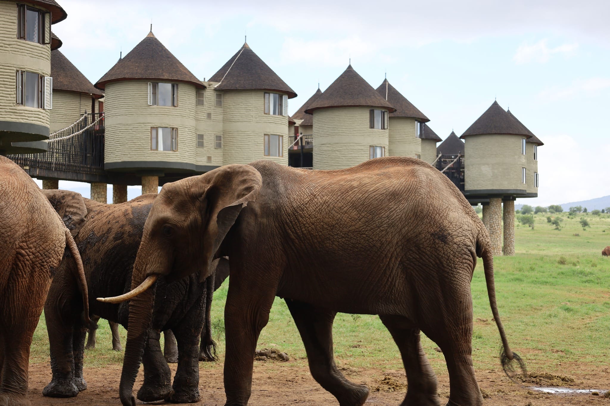 You are currently viewing Salt Lick Safari Lodge: Sleep Above the Savannah