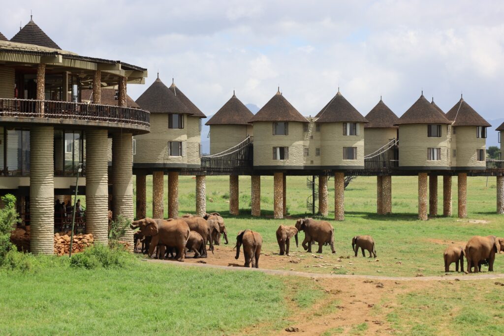  Salt Lick Safari Lodge kenya