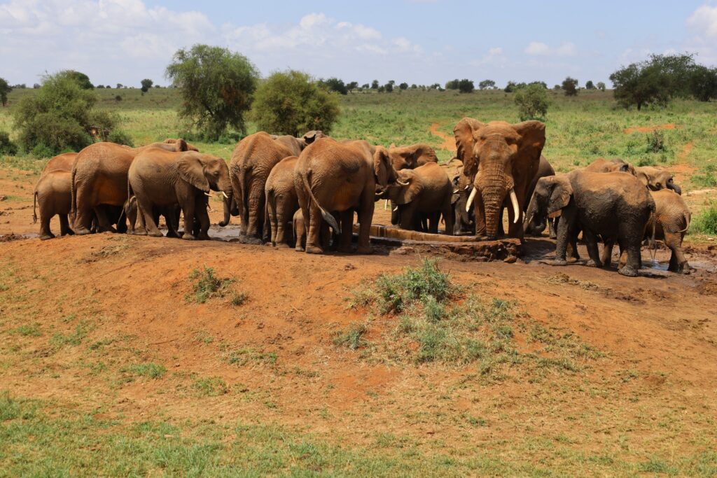  Salt Lick Safari Lodge kenya